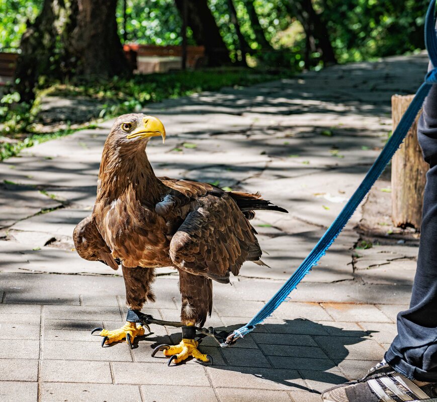 "А будешь рыпаться - на суп пойдёшь!" - Константин Бобинский