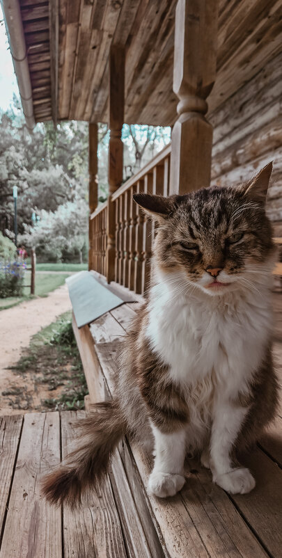 Котяра - Юля Сrane