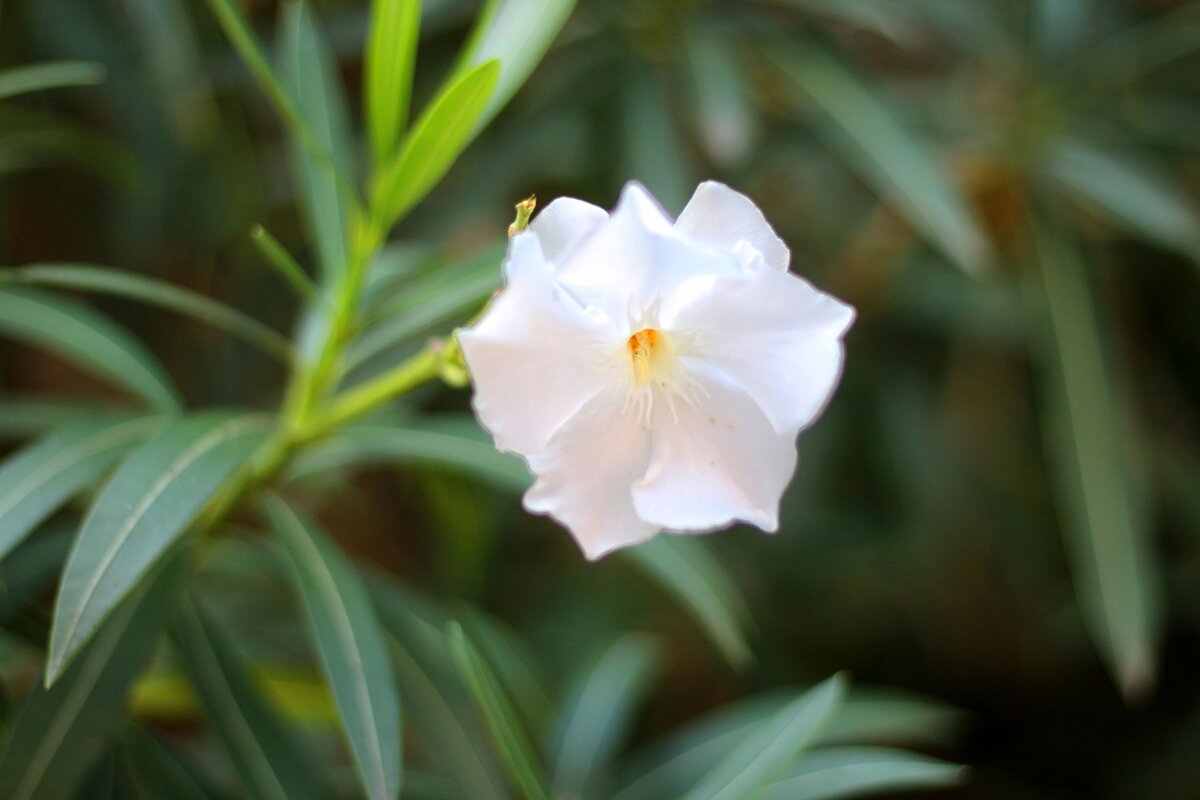 Олеандр - Андрей Л. В.