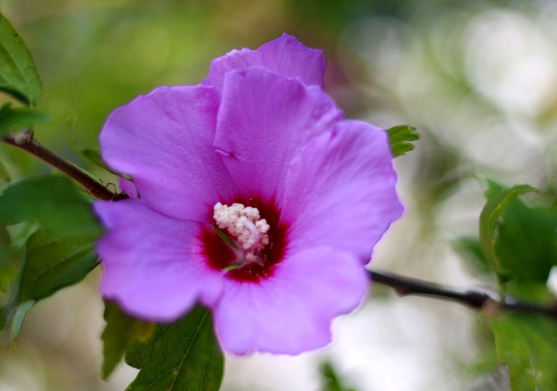 Гибискус - Андрей Л. В.