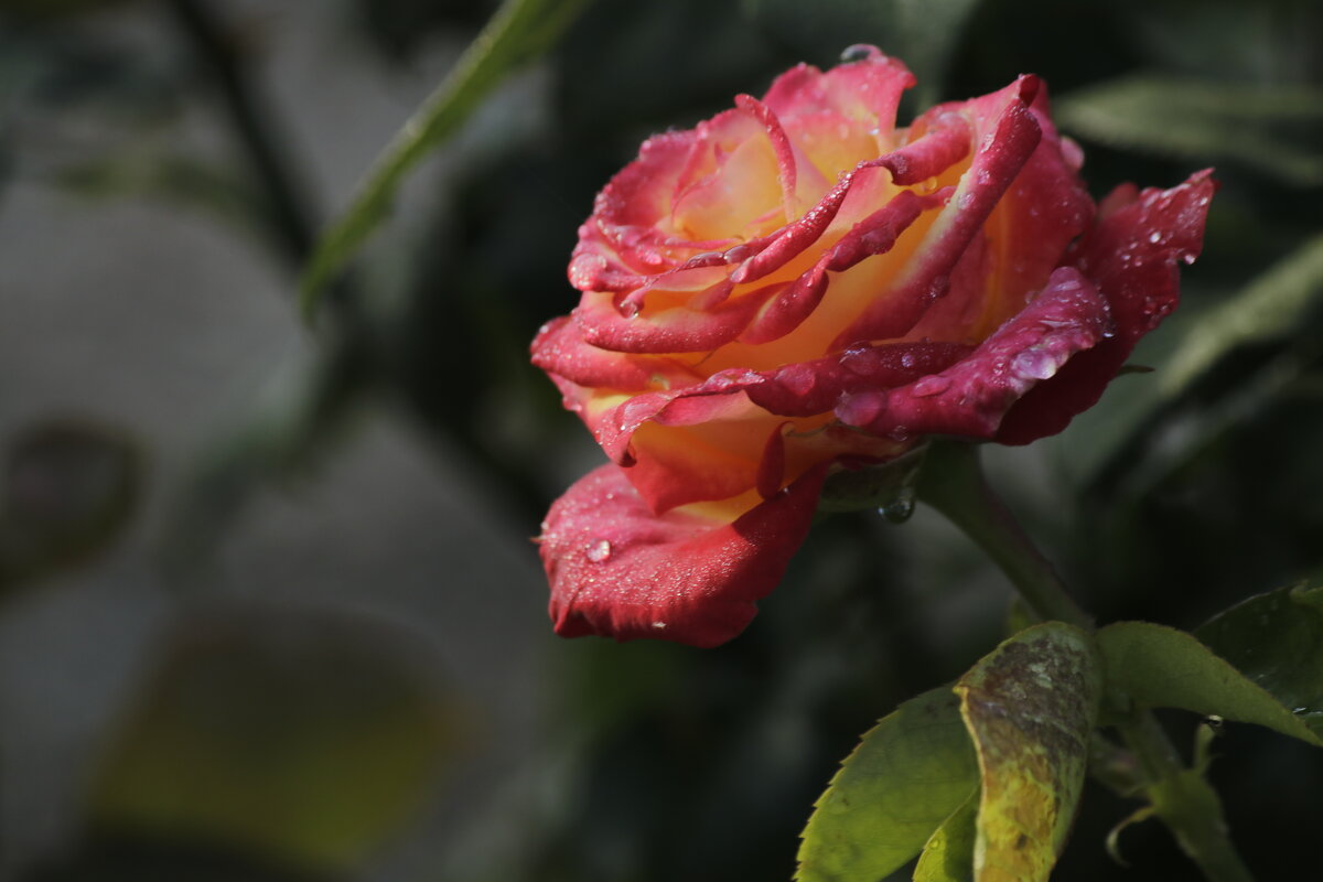 Капельки дождя - Александр Велигура