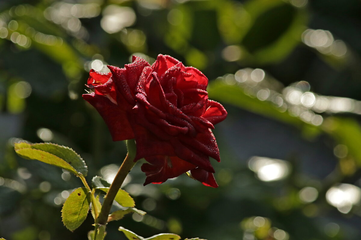 Капельки инея - Александр Велигура