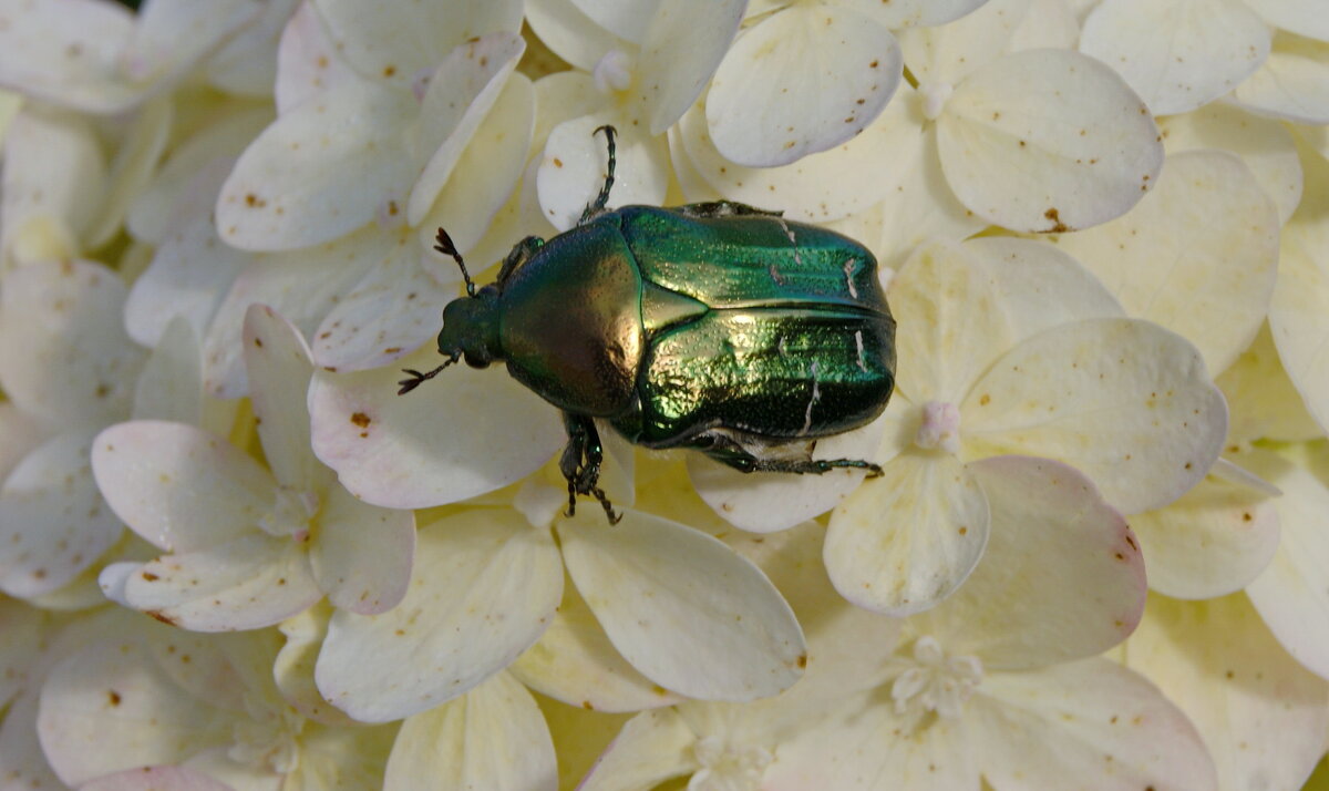 Жук бронзовка. - сергей ермошкин