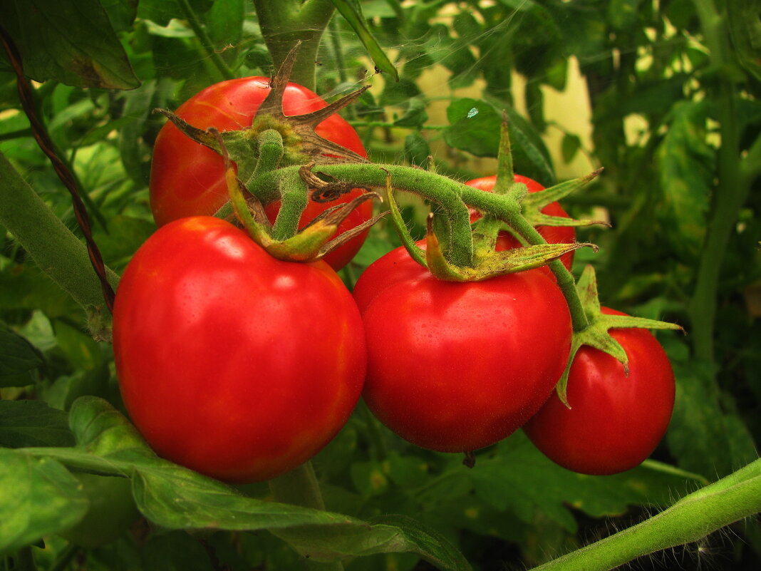 Поспели - Людмила Смородинская Поспели - Людмила Смородинская