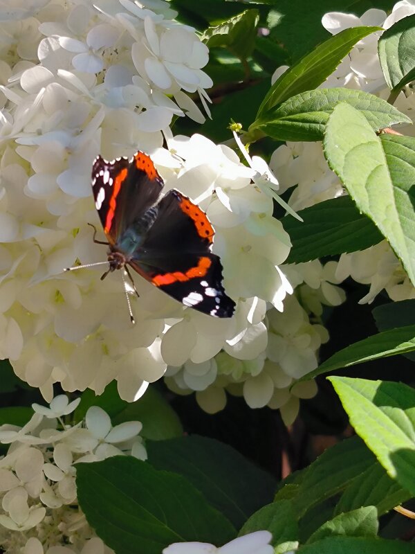 Клонится лето к закату.. - Ольга Клонится лето к закату.. - Ольга