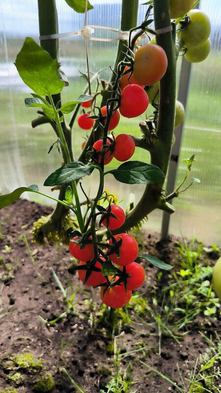 Дачные зарисовки. - Ольга Дачные зарисовки. - Ольга