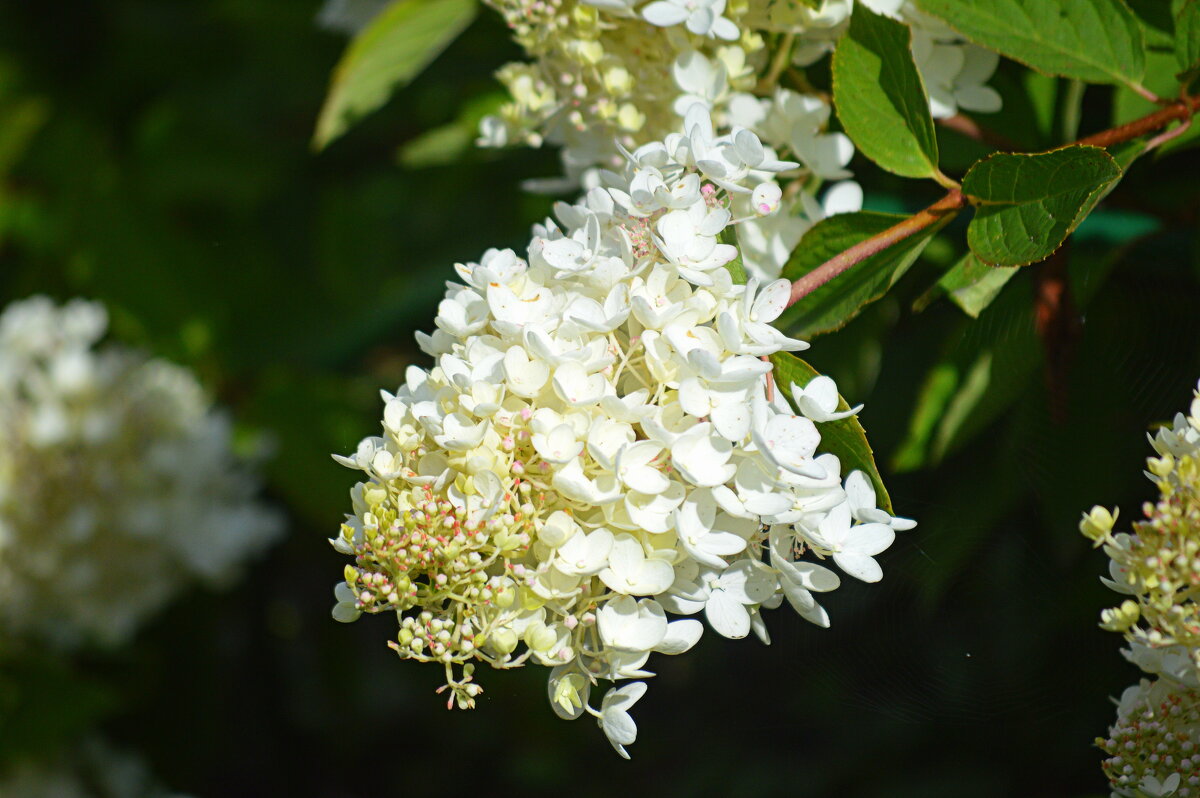 Метельчатая гортензия цветёт - Татьяна Лютаева