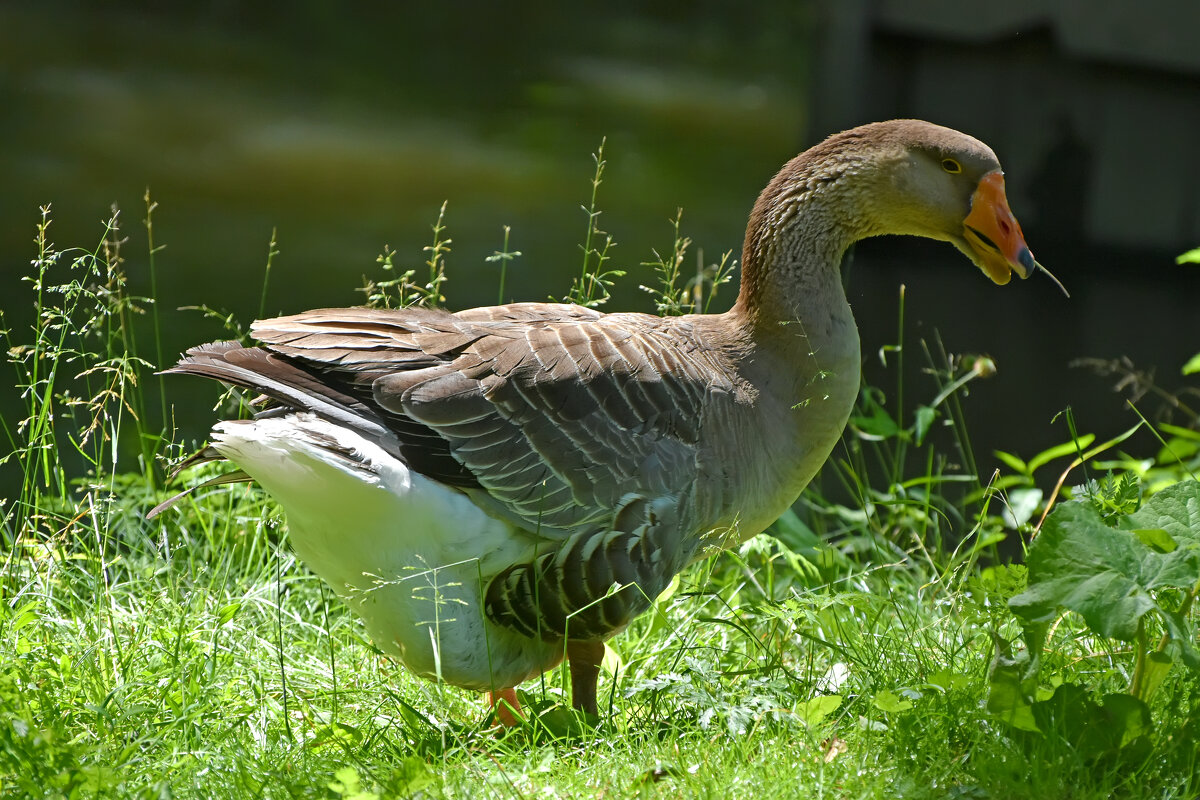 Москва. Сад будущего. - Наташа *****