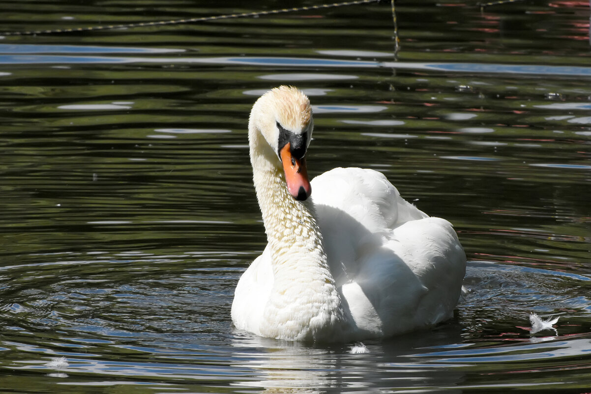 Москва. Сад будущего. - Наташа ***** Москва. Сад будущего. - Наташа *****