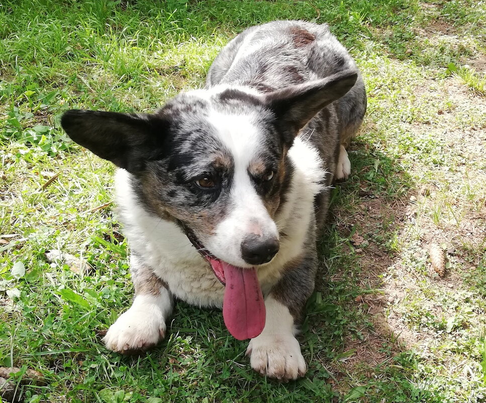 Чак на даче. - Ольга Довженко