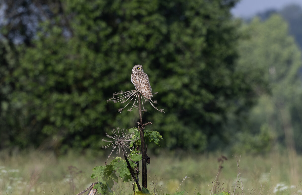 сова болотная - юрий макаров сова болотная - юрий макаров