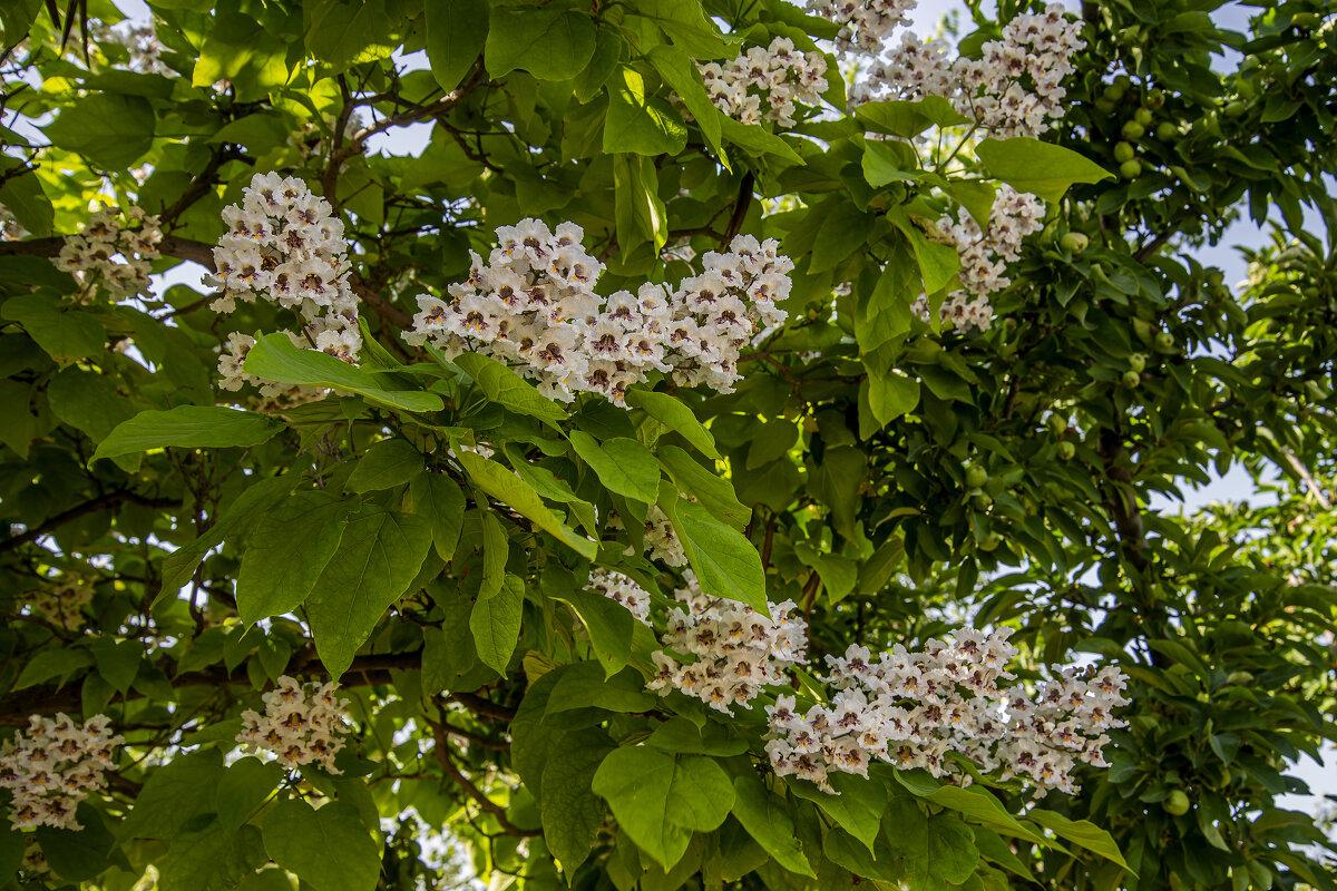 Катальпа - Анатолий Чикчирный Катальпа - Анатолий Чикчирный