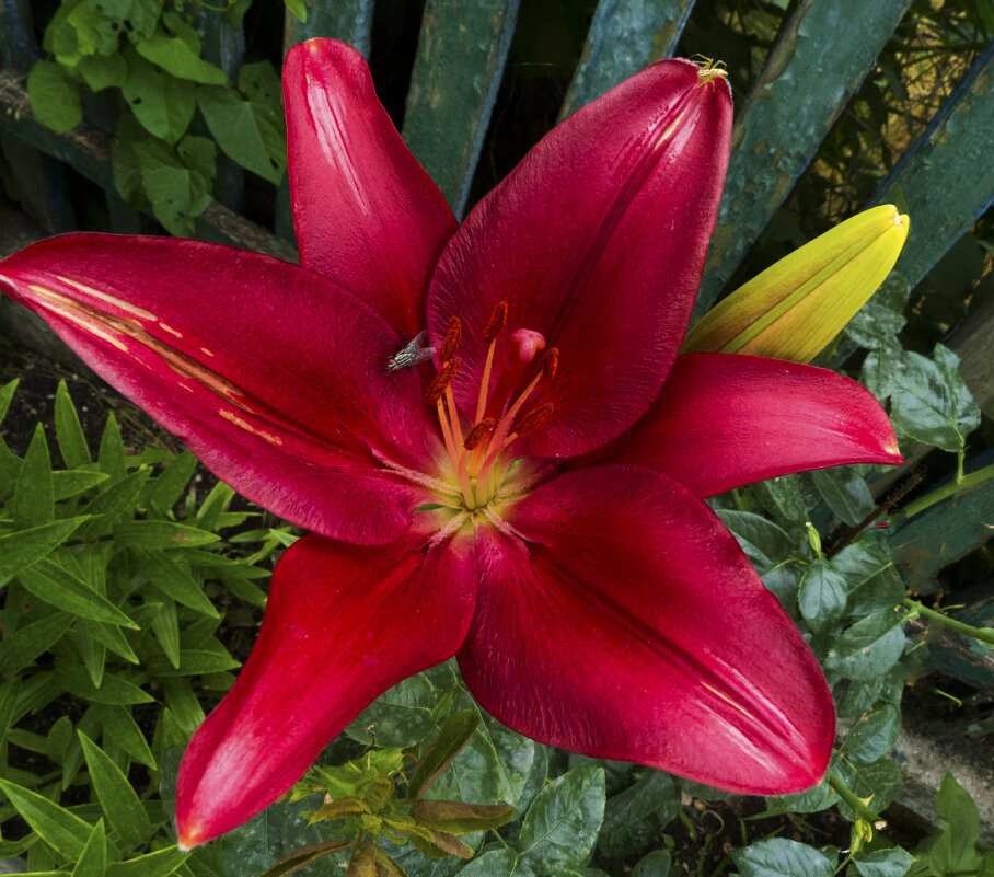 Наши лилии - Валентин Семчишин Наши лилии - Валентин Семчишин