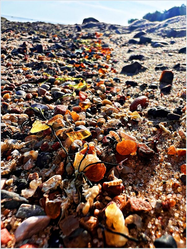 Россыпи янтаря на берегу после шторма. - Валерия Комова