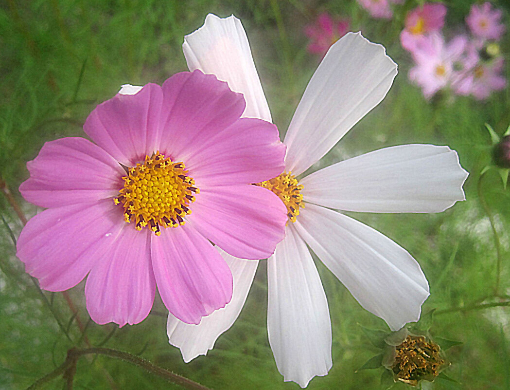 Космеи - Елена Семигина