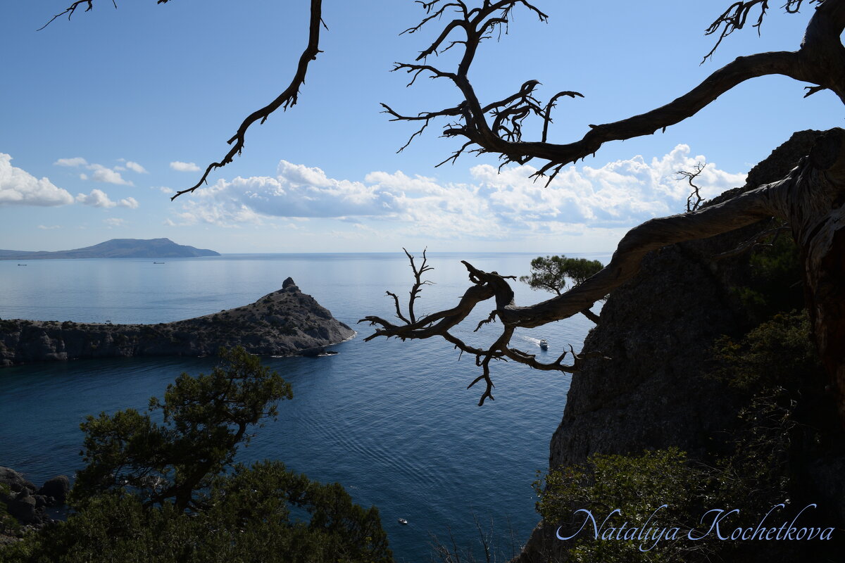 Природа Крыма - Amazing Cosmea