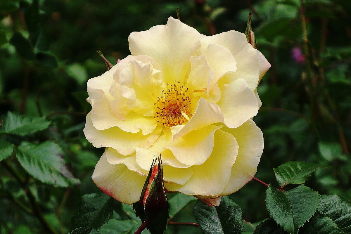 Роза - Рита Симонова