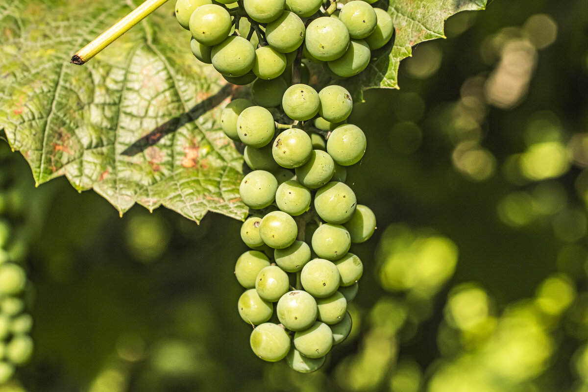 Местный виноград. - Петр Беляков