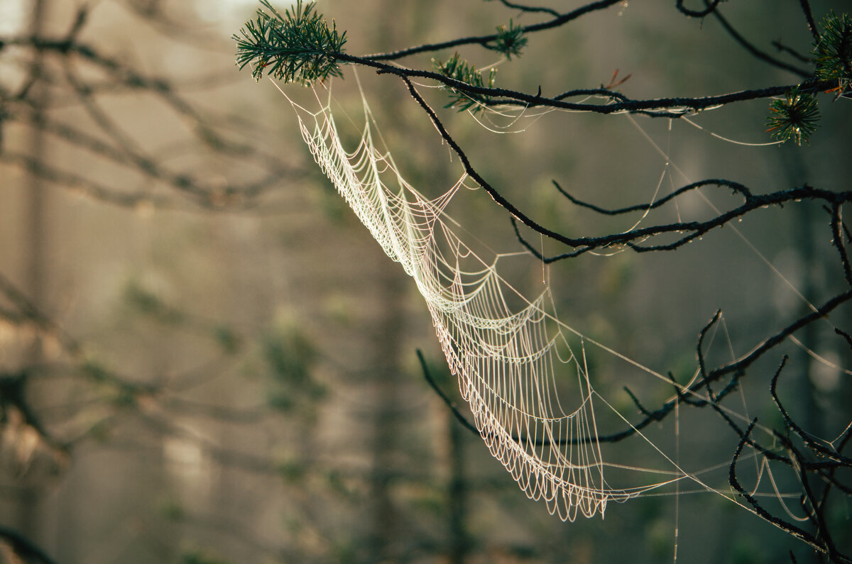 Паутина - Даниил hirviphoto.art