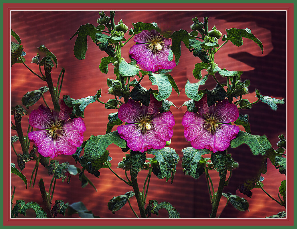 Мальва - Владимир Кроливец