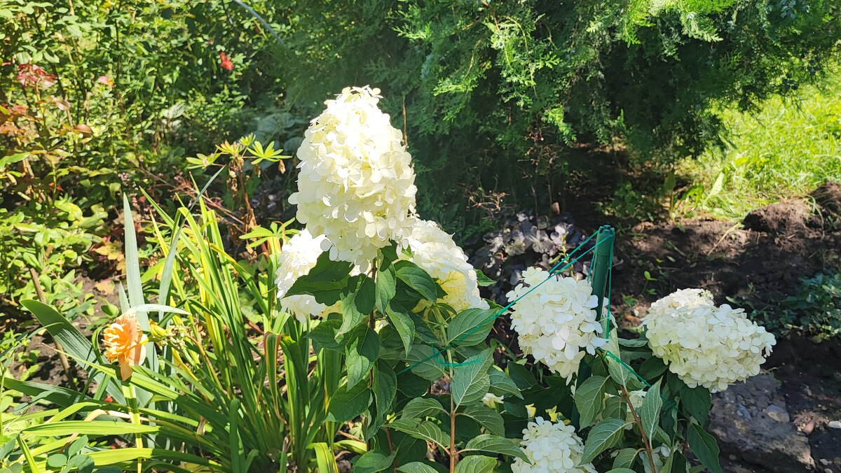 ,,, - Сергей Тимоновский