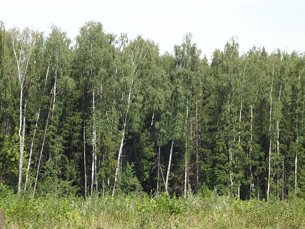 В лес... - Freddy 97