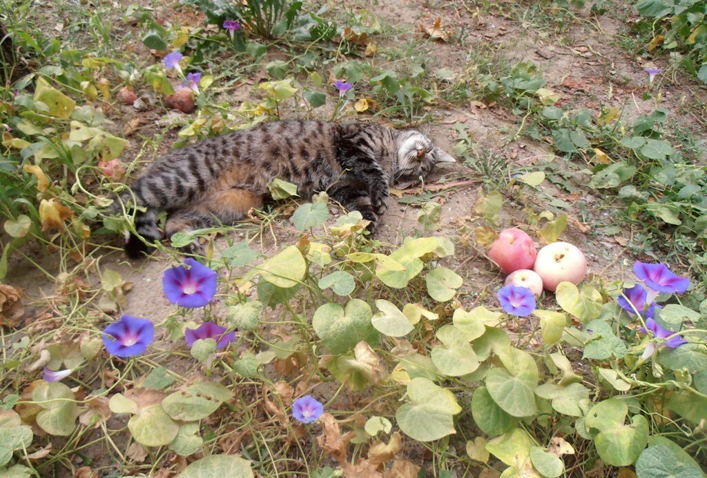 Марыся отдыхает под яблоней - Наталья 