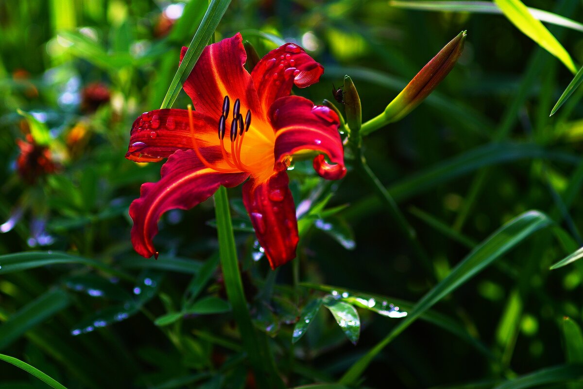 Лилейник - Наталья Лакомова