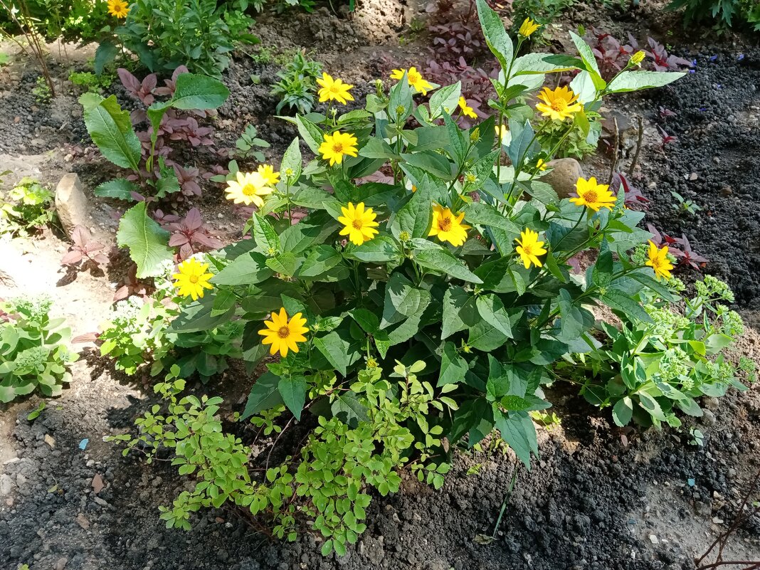 Цветы. - Владимир Драгунский Цветы. - Владимир Драгунский