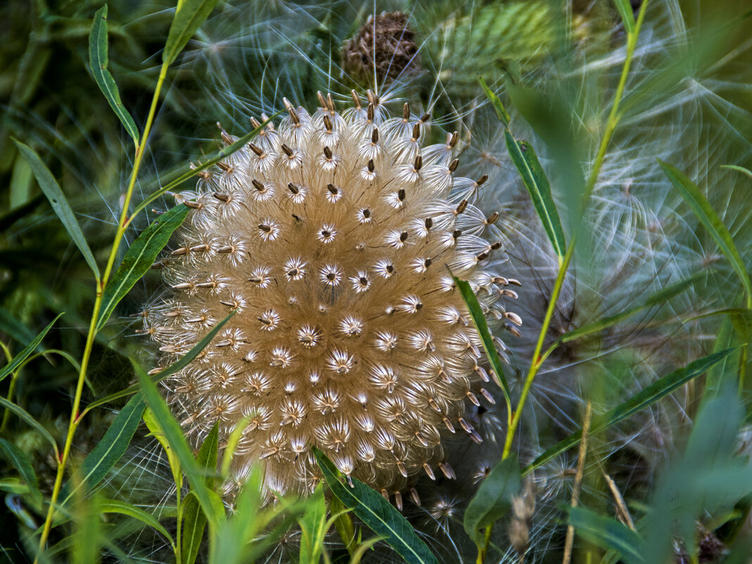 Плоды татарника - Сергей Фомичев