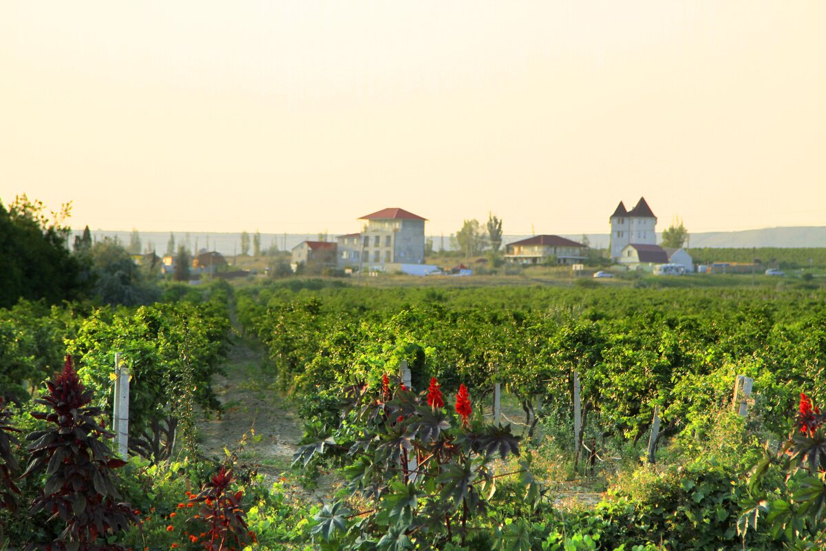 Виноградник - Геннадий Валеев Виноградник - Геннадий Валеев