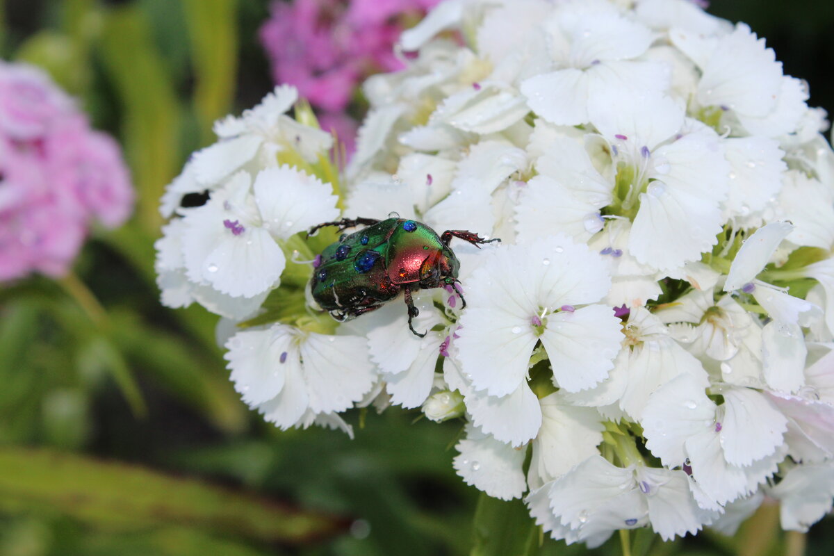 Бронзовка - Ирина Лесиканич