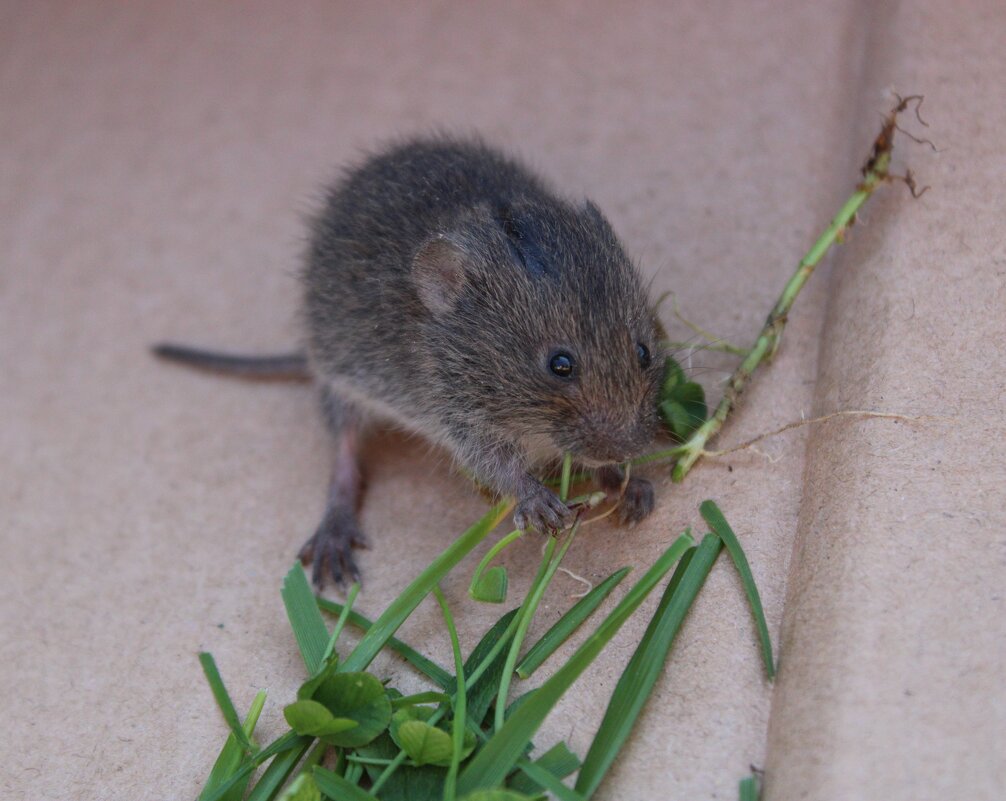 Мышка-норушка) - Ирина Лесиканич