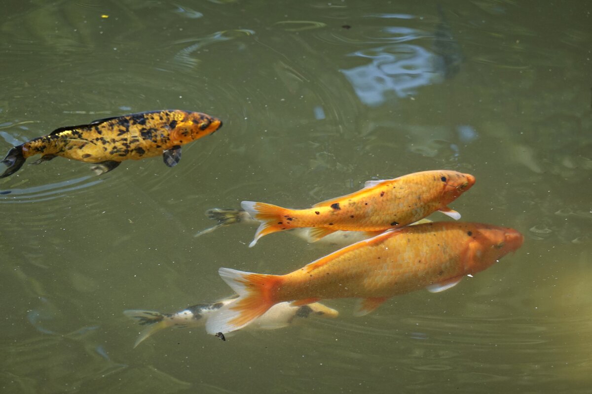 Золотые рыбки в пруду....можно загадывать желание..)) - Галина 