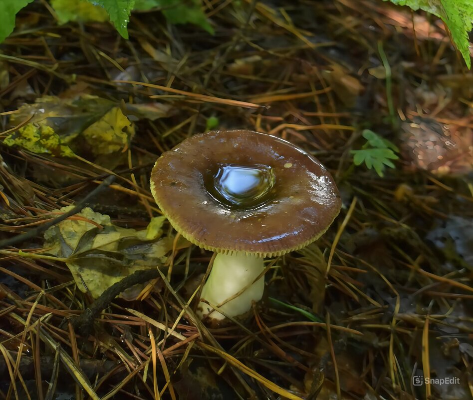 Лесные истории. Грибное. - Анатолий Пашковский