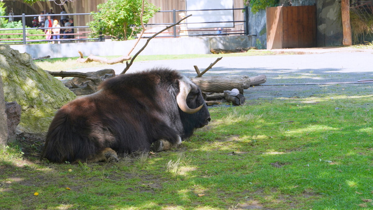 Овцебык -2 - Alex 711402