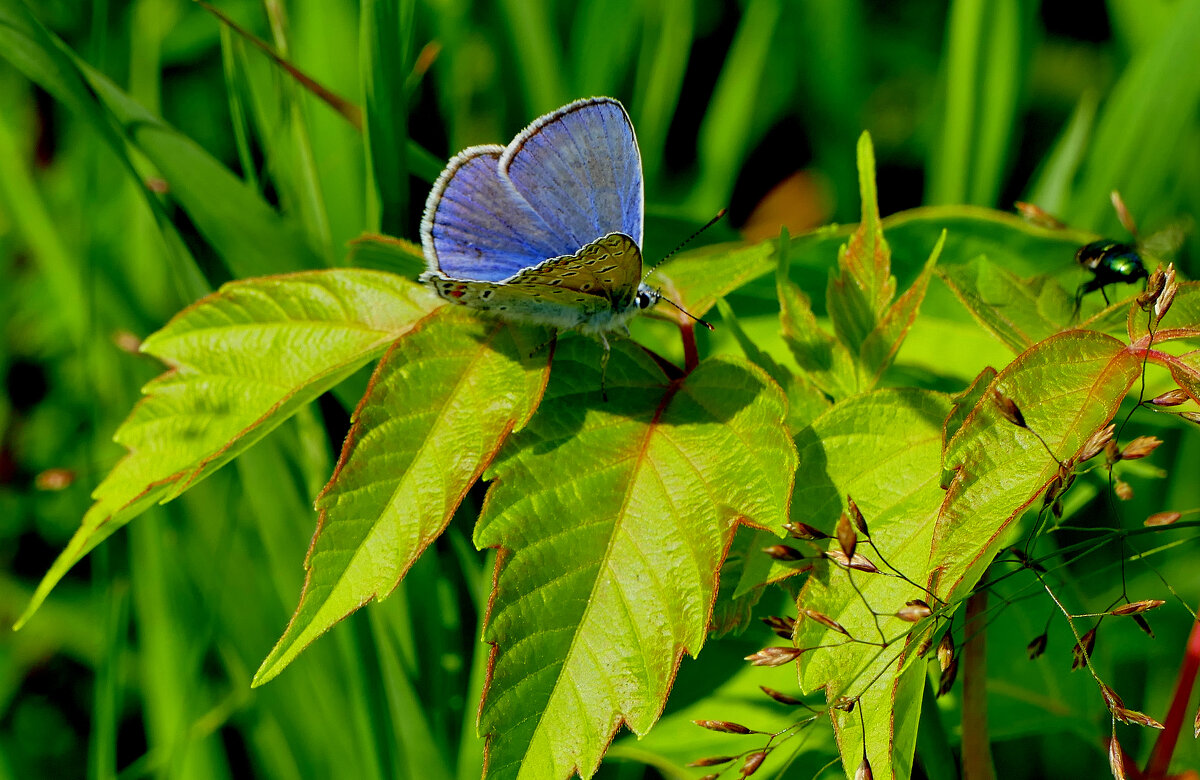 бабочки августа 8 - Александр Прокудин