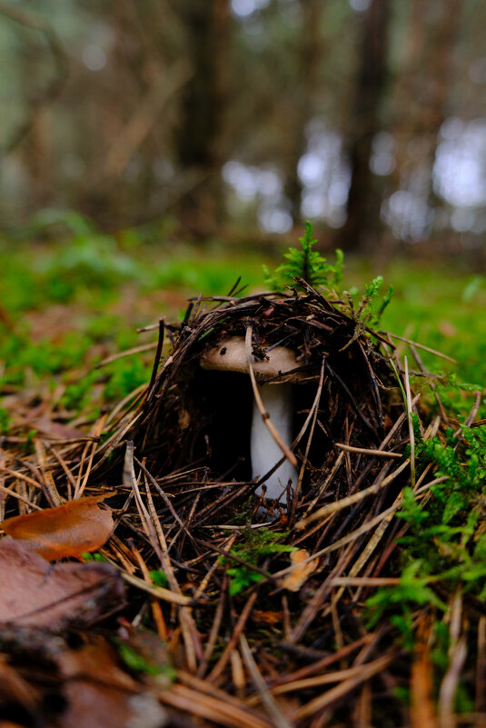 Грибок в домике - Dar(k) Life