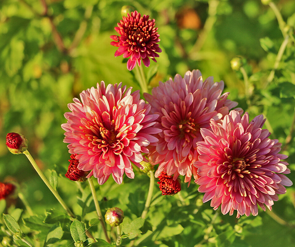 Георгинчики - Светлана 