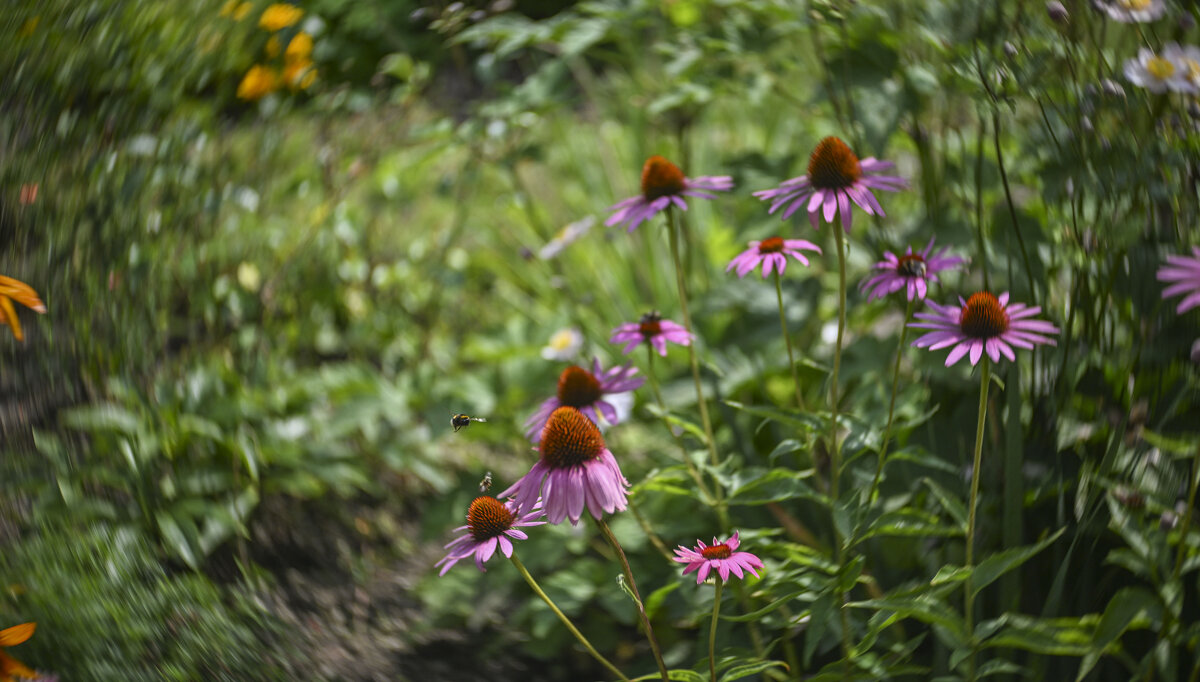 Лето... - Осень 