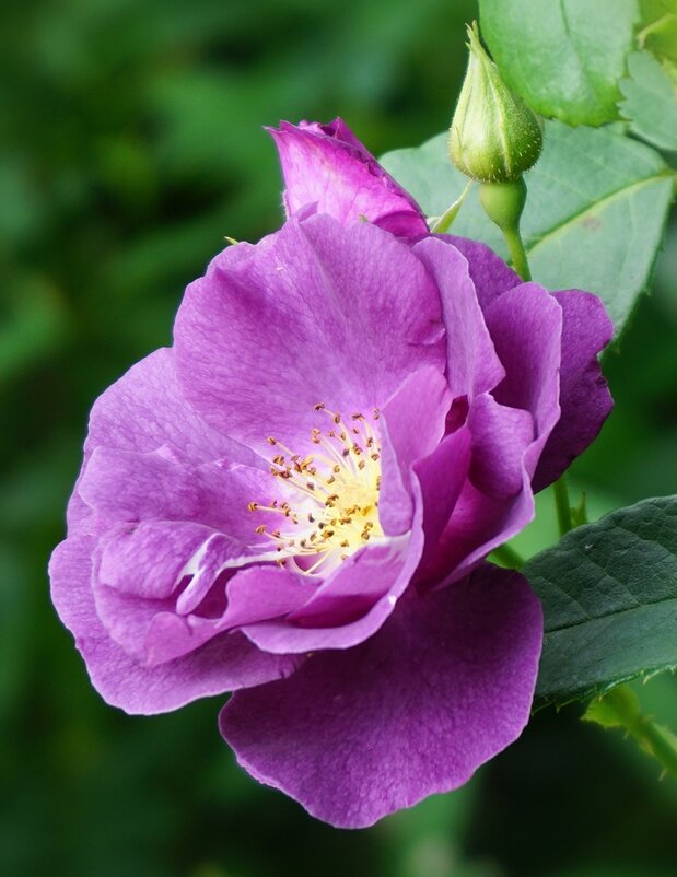 В розарии ботанического сада - Ольга 