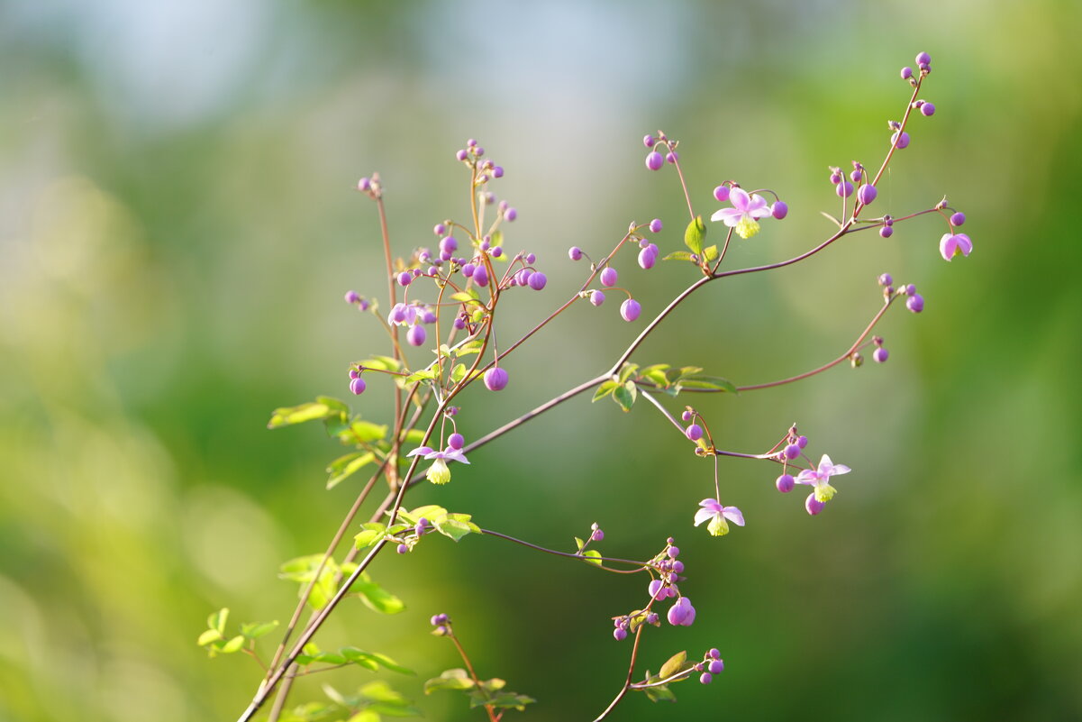 Василистник Делавея - Иван Литвинов Василистник Делавея - Иван Литвинов