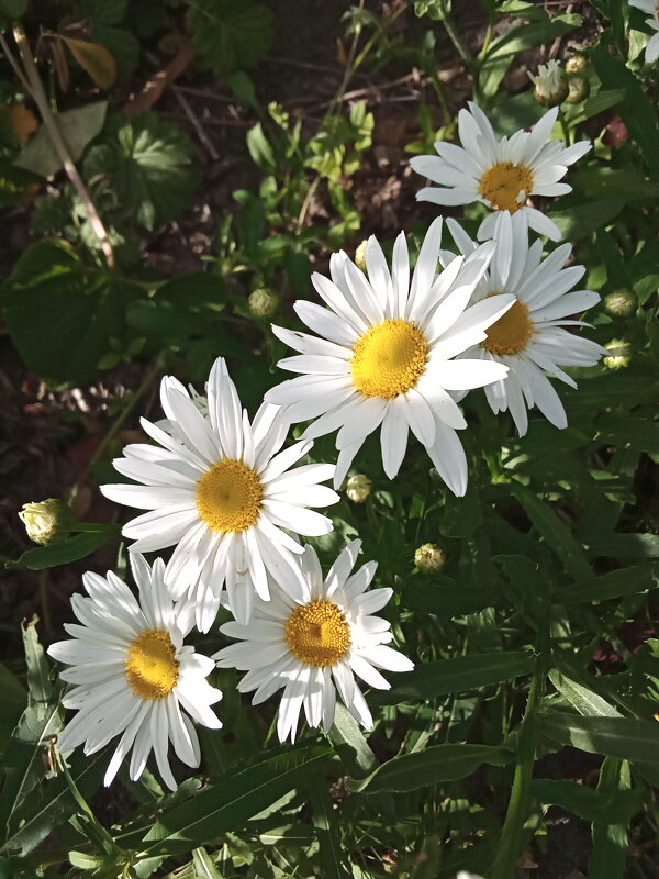 Ромашки - Фотогруппа Весна