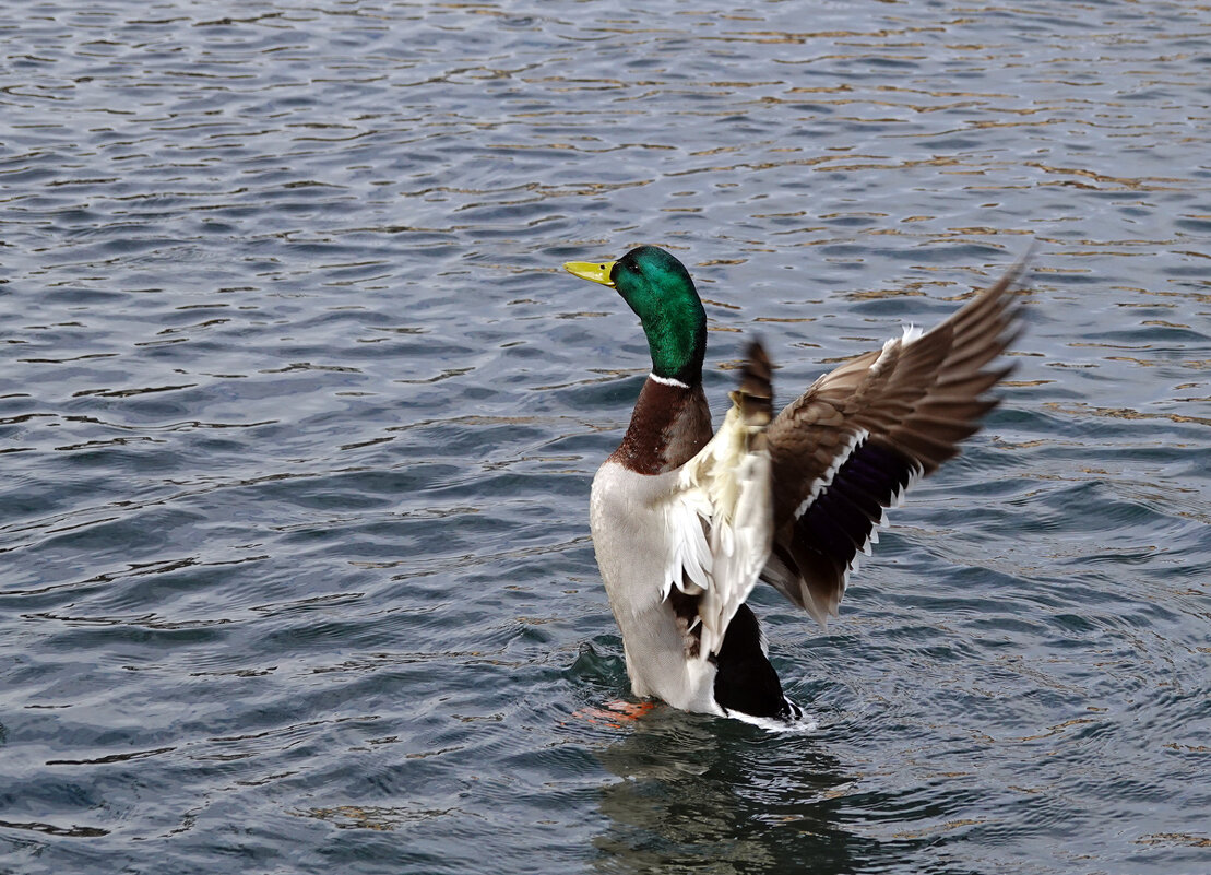 Разминка - Waldemar F.