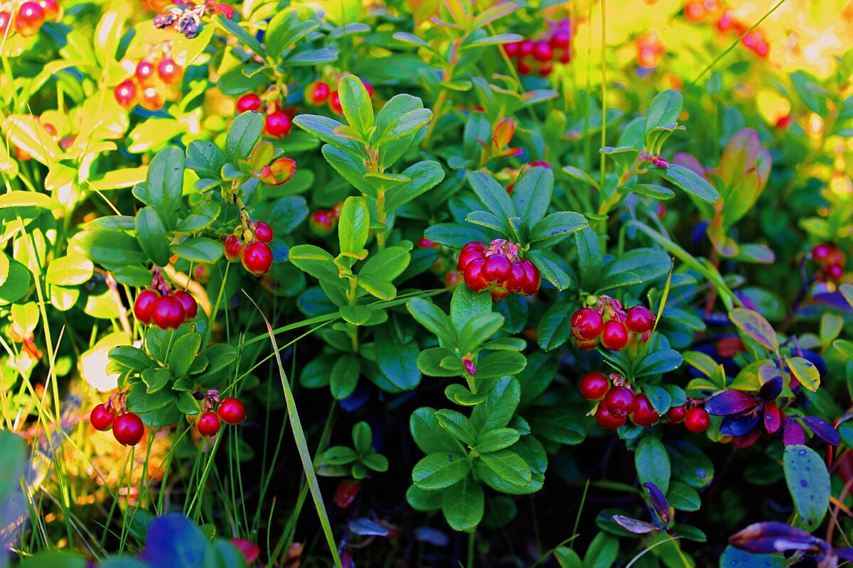 Брусника - Сергей Кочнев