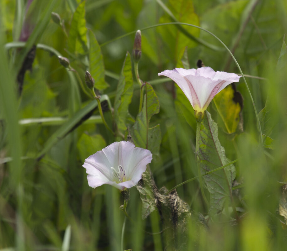 Летнее - Олег Денисов