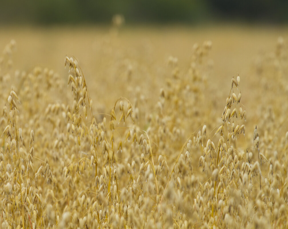 Овсянные поля - Олег Денисов