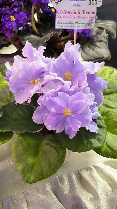 На выставке фиалок. - Ольга На выставке фиалок. - Ольга