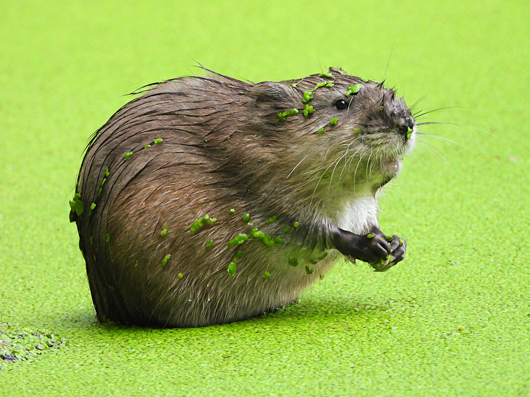 Молодая ондатра - Лина 