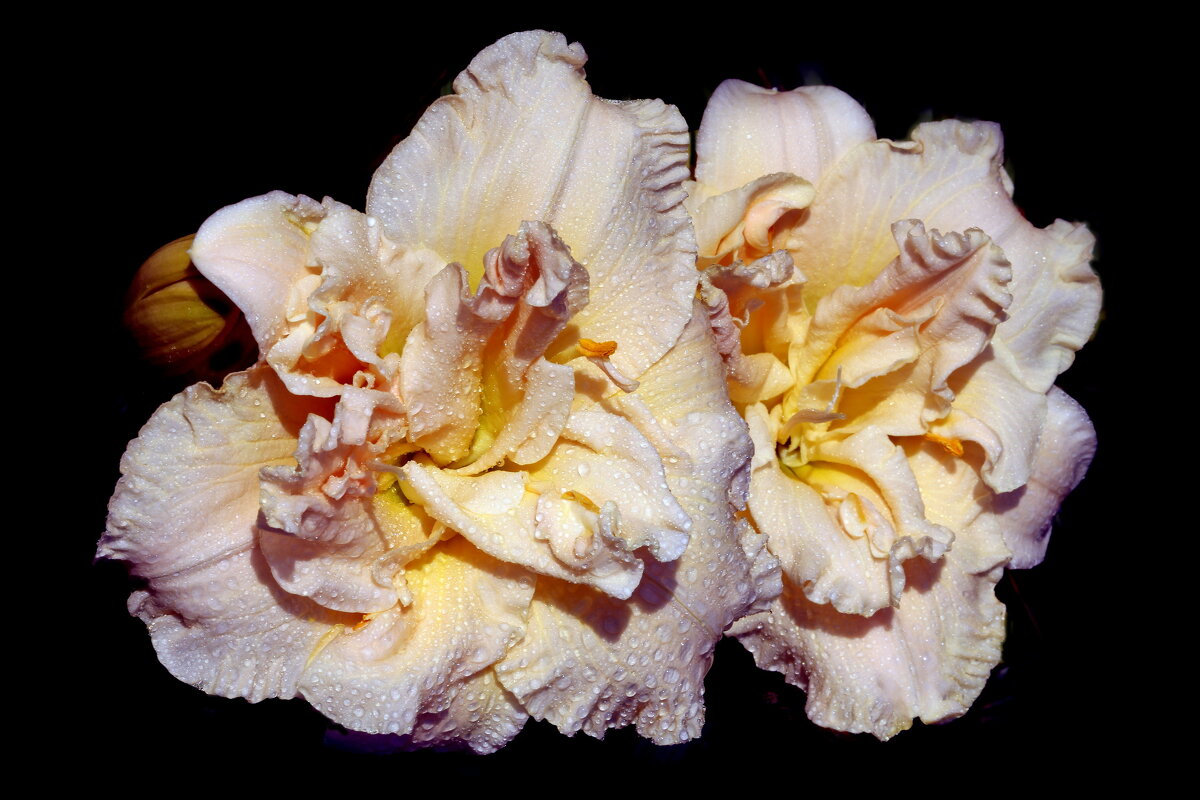 Ботсад МГУ 18 июля - Михаил Бибичков